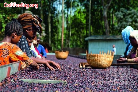 世界精品咖啡豆：埃塞俄比亞東部哈拉爾咖啡的介紹