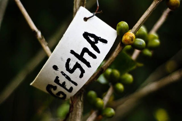 世界精品咖啡豆介紹：瑰夏 巴拿馬 咖啡豆的分類及介紹