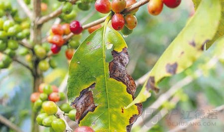 咖啡豆的病種介紹：破壞性最大咖啡樹疾病駝孢鏽菌所致的葉鏽病