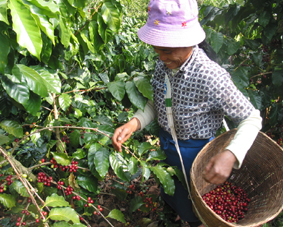 中國咖啡種植園介紹：探密雲南咖啡種植園 解密神奇的果子