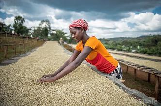世界精品咖啡豆：埃塞俄比亞耶加雪菲G1 Gedeb 生豆種類講解