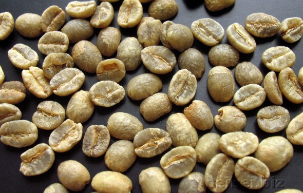 世界精品咖啡豆介紹：肯尼亞咖啡生豆 Kenya AA green bean