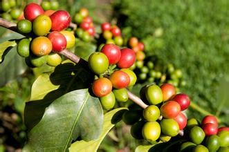 優質咖啡豆 危地馬拉咖啡 精品咖啡豆咖啡品種介紹