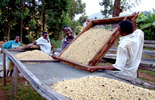 咖啡生豆處理方式介紹：咖啡豆各種的精製方式的分類及介紹