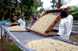 咖啡生豆處理方式介紹：咖啡豆各種的精製方式的分類及介紹