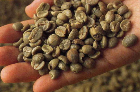 咖啡生豆處理方式知識要點介紹：手選的重要性 如何手選好豆子