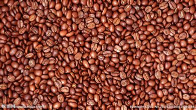 咖啡豆的形狀各異分類：何謂平豆、圓豆、象豆？