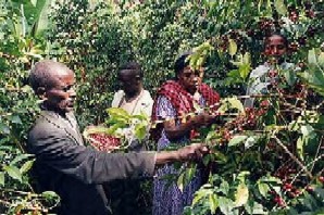 世界精品咖啡莊園豆：埃塞俄比亞產區耶加雪啡(下) 原野風味酒香