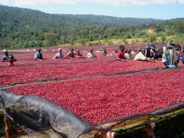 世界咖啡知識要點介紹：紅櫻桃計劃（OCR）的詳情介紹