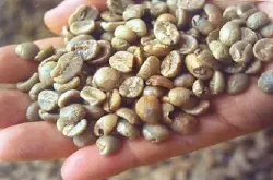咖啡豆子的詳細介紹：幾種瑕疵豆的分類特點及形狀不一的介紹