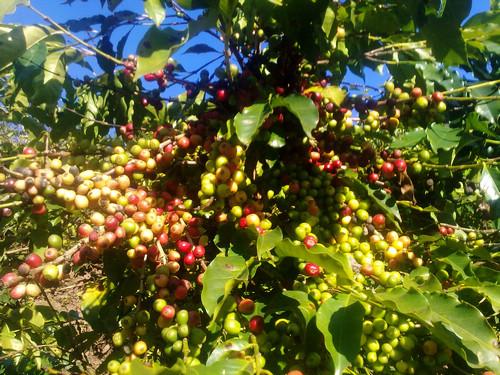 世界精品咖啡豆：津巴布韋（(Zimbabwe)辛巴威）咖啡豆分類介紹