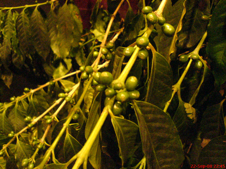 世界精品咖啡豆：臺灣古坑咖啡豆 地道的風味分類介紹