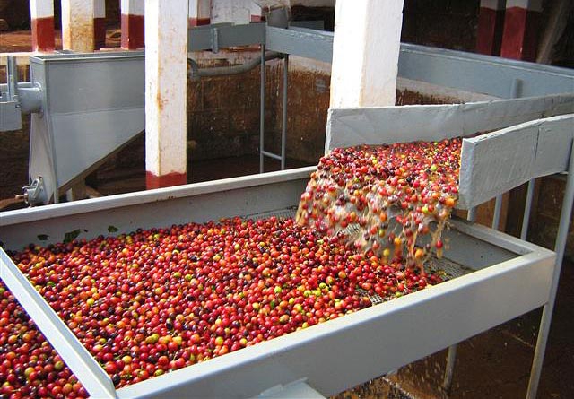 世界精品咖啡豆：蘇門答臘 塔瓦湖 綠寶石曼特寧 口感豐富厚實