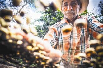 世界精品咖啡莊園：尼加拉瓜安晶莊園帕洛瑪咖啡豆的介紹