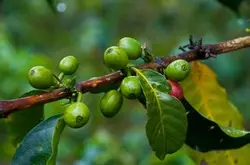 世界精品咖啡莊園：Papua New Guinea 巴布亞新幾內亞產區介紹
