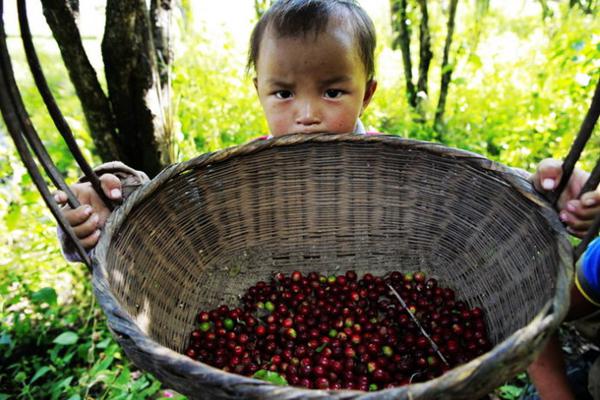 雲南咖啡資訊：去了趟雲南，發現一個滿村喝咖啡的神奇村莊！