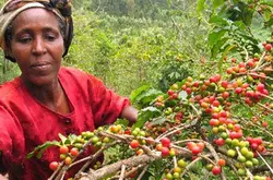 關於埃塞俄比亞產區咖啡豆品級分析 瞭解咖啡豆的優劣分類