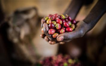 咖啡豆的緣由：阿拉比卡咖啡發源於埃塞俄比亞 單品咖啡的鼻祖