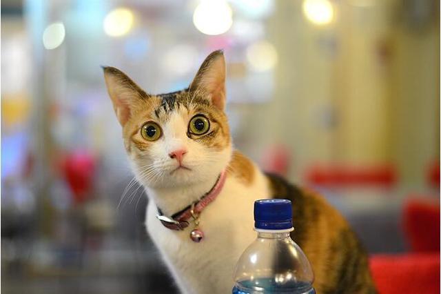 臺灣旅行必去的館子：精選四間療癒系貓咪咖啡店