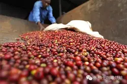 世界咖啡莊園肯尼亞地：SASINI莊園 肯尼亞PB豆詳情介紹