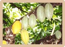 咖啡豆品種：可可豆品種的歷史緣由及分類詳細講解