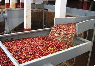咖啡豆的加工方法：半水洗法、水洗法、乾燥法的具體操作介紹