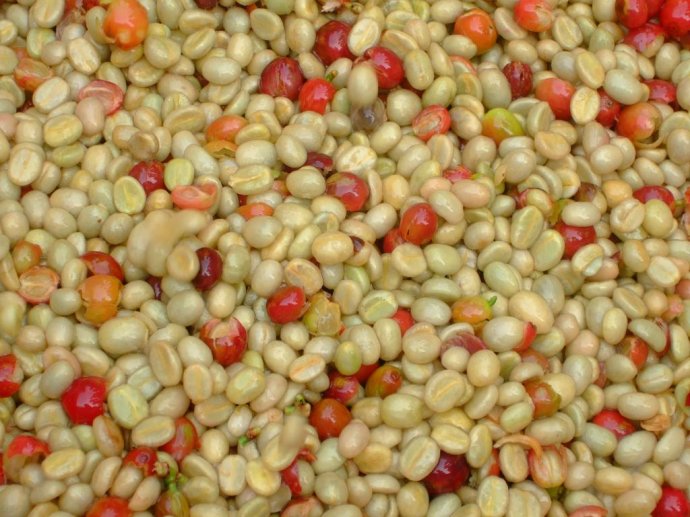 咖啡豆的精製法-咖啡半水洗法的來源及操作要點的詳細介紹