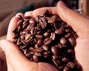 歐洲阿拉伯產區也門摩卡咖啡豆 果香濃郁帶明顯特徵性酒香味