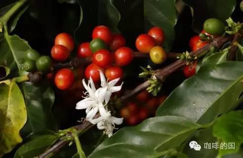 美洲產區巴拿馬國家咖啡豆 具有獨特的“鮮美味”的風味特徵