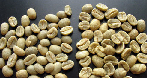 首次檢出咖啡果小蠹 廈門入境截獲生咖啡豆中檢出檢疫性有害生物