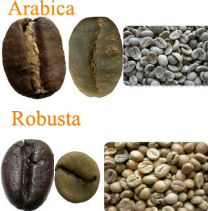 來談談你從未認識過的你所不知道的羅布斯塔咖啡豆的好處及特徵