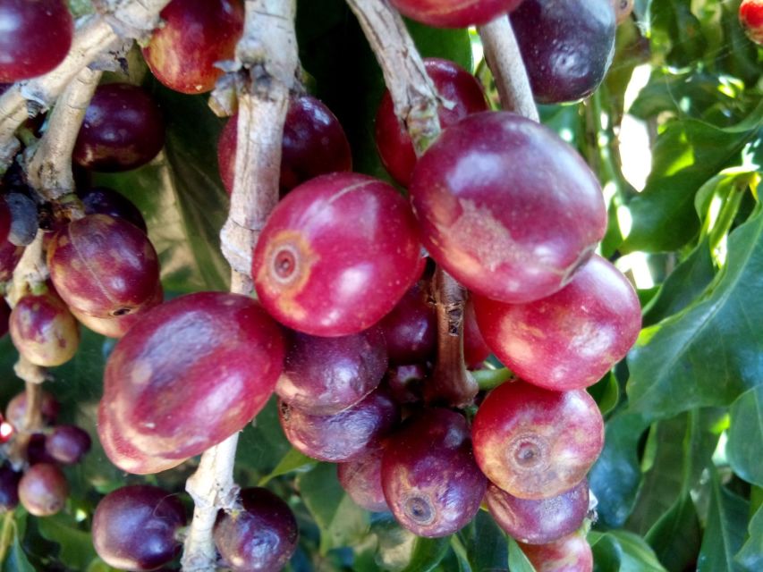 非洲產區肯尼亞咖啡豆 具有以其濃郁芳香和酸度均衡的風味特徵