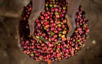 精品咖啡豆 埃塞俄比亞咖啡 最新咖啡介紹 風味獨特