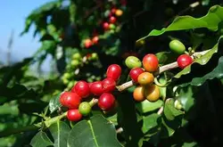 咖啡三大原生種的區別點及原生種的阿拉比卡與羅布斯塔的介紹