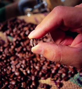 亞洲莊園塔希提島咖啡豆 具有優雅的風味、圓潤的口感的風味特徵