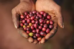 亞洲莊園雲南小粒種咖啡豆 具有濃而不苦香而不烈略帶果味的特徵