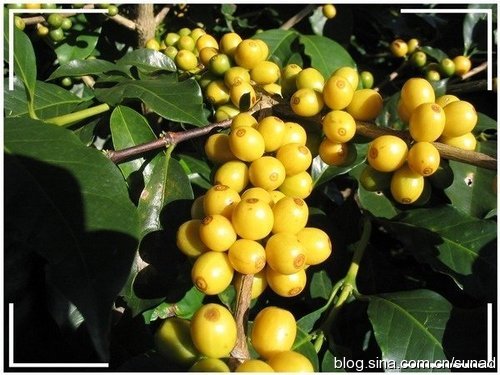 巴西黃波旁咖啡：最具代表性的巴西咖啡豆 擁有圓潤厚實的甜感