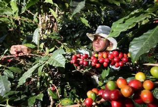 亞洲咖啡豆 多米尼加產區聖多明各咖啡豆的風味口感特徵性介紹