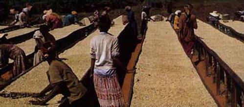 非洲咖啡豆 埃塞俄比亞產區摩卡高地咖啡豆風味口感特徵性介紹