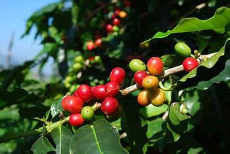 種植一畝咖啡需要多少成本 它是一個怎樣的生長演變的過程？