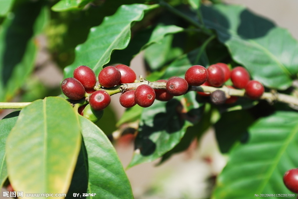 咖啡要種植多久才能收穫？從咖啡樹種植到咖啡豆的收穫是漫長的