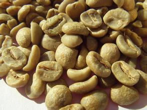 美洲咖啡莊園哥倫比亞咖啡豆 EP 10% PREMIUM特級咖啡生豆介紹