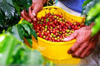 美洲咖啡莊園哥倫比亞咖啡豆 Supremo高級豆（蘇帕摩）咖啡生豆