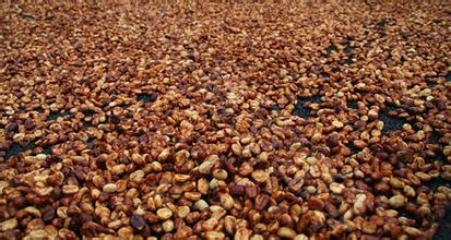 關於咖啡豆的處理方法 咖啡果實的蜜處理法介紹及與其它的不同