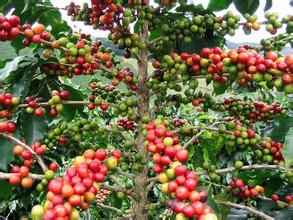 粗淺認識一下咖啡樹的品種 詳細分析一下咖啡樹的分類介紹