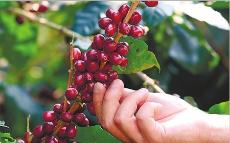 中國雲南咖啡產區思茅咖啡豆 具有酸度適中的風味口感特徵