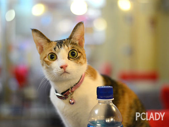 治癒系：推薦幾家值得拜訪的貓咪咖啡店 探索咖啡中的小資本