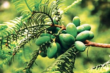 咖啡樹的種植條件 怎樣的地理環境有利於咖啡種植及咖啡樹的介紹