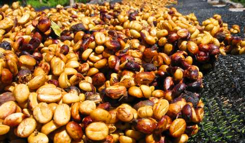 蜜處理法介紹 Honey Process Coffee 什麼是蜜處理咖啡豆？