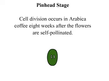 咖啡豆生長成熟過程圖解 詳細分析咖啡豆成熟過程的具體變化
